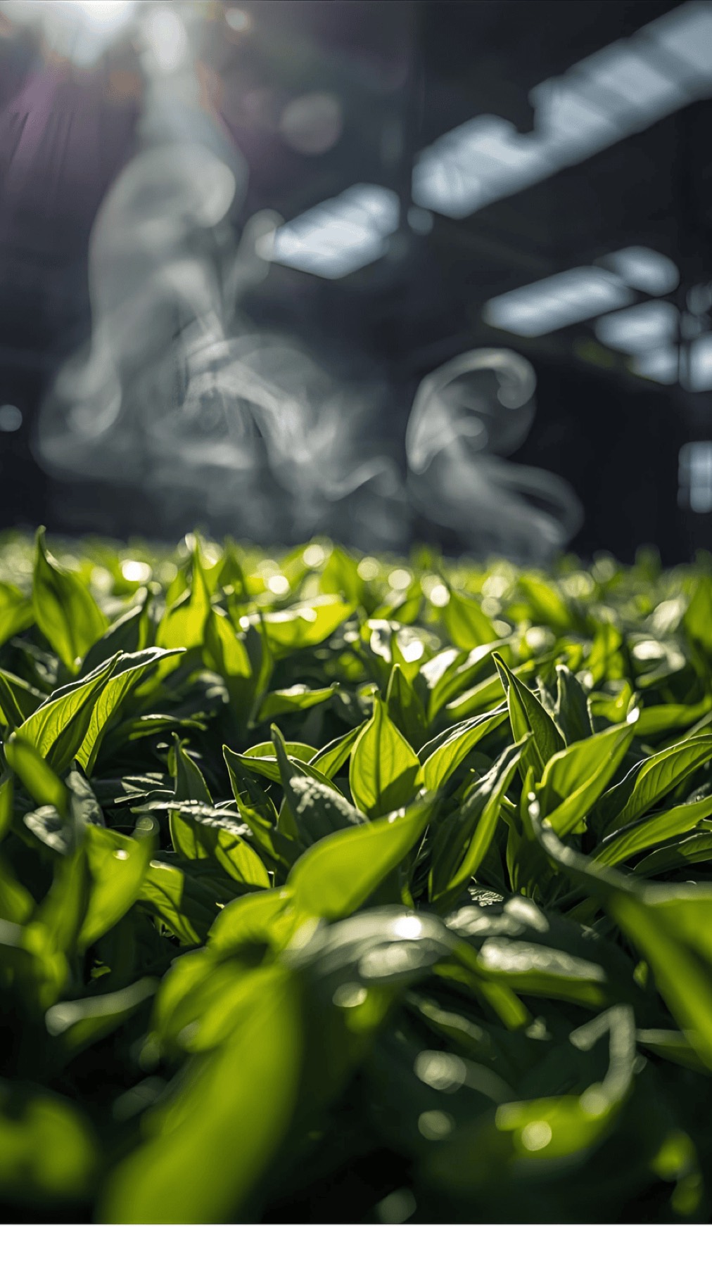 Fresh green tea leaves withering in a factory