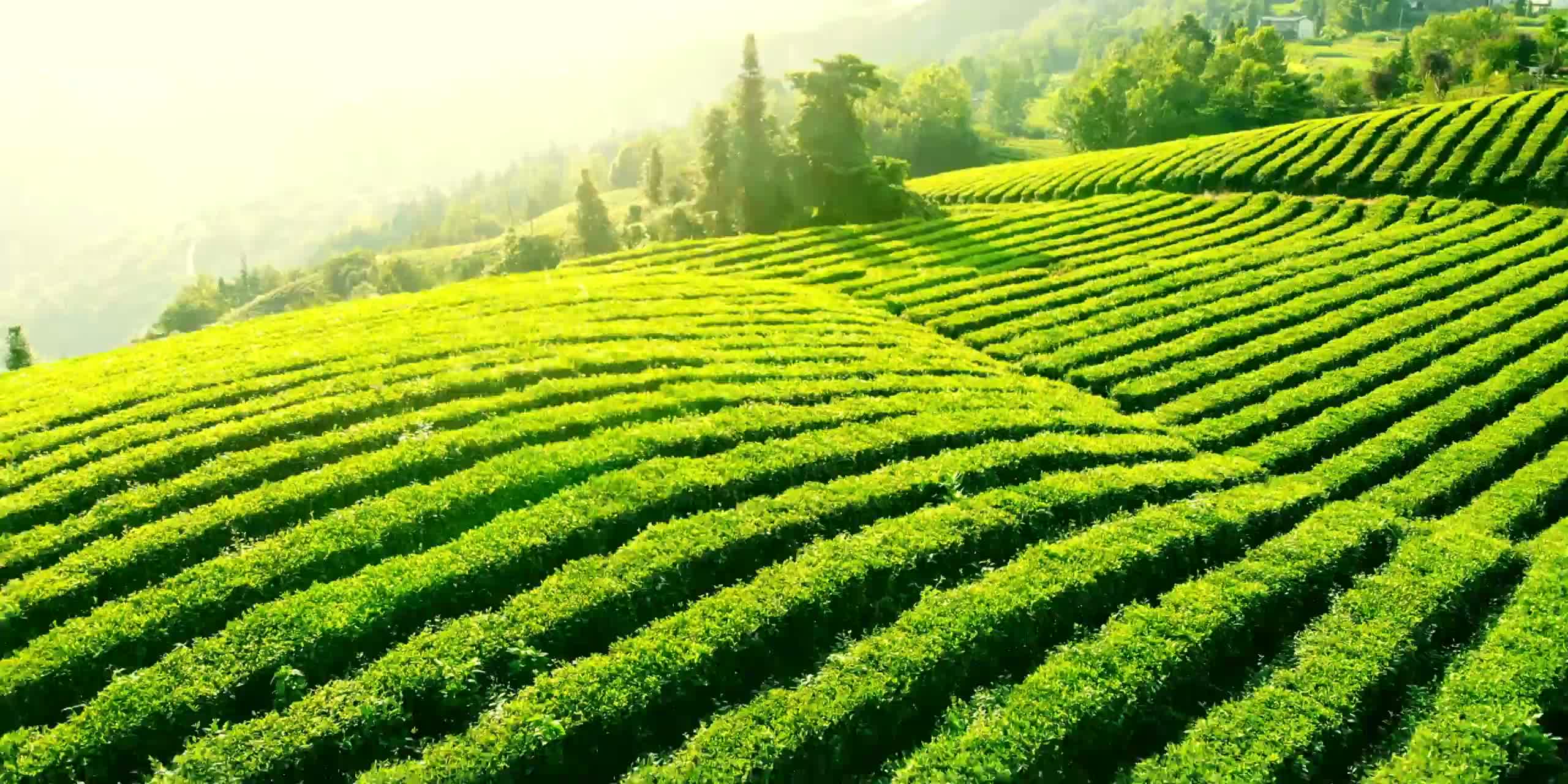 Green hills and rows of tea bushes from Peont’s brand film